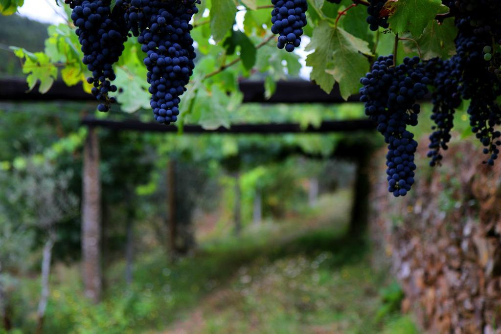 Quinta De Gildinho Villa Dış mekan fotoğraf